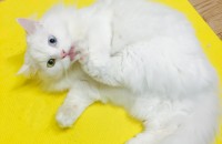 1년된 개냥이 터키쉬앙고라 무료분양이요-!