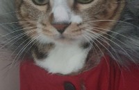 (무료분양) 정말 잘 키우실 수 있는 분께 분양합니다.