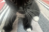 대구역 근처 아기고양이 암컷 두마리 분양합니다