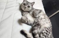 브리티쉬 숏헤어