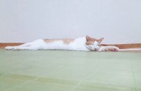 고양이 무료분양해요