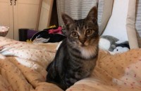 (인천 구월동) 코숏 여아 6개월아기 무료분양합니다