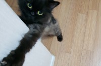 (무료분양)페르시안 고양이 깜디를 분양합니다