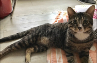 코숏 고등어태비...잘키워주실분구합니다..