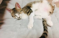 미묘분양합니당!