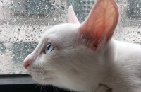 코숏 오드아이 4개월 분양해요