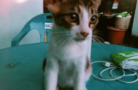 코숏 여아2마리 입양할라합니다.