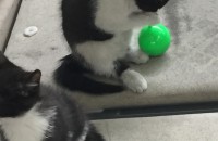 고양이 아기분양