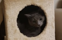 러시안블루 분양합니다 (3살)