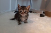 새끼고양이 3마리 무료 분양중입니다(분양완료)