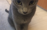 청주 러시안블루 무료분양