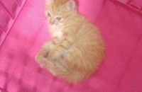 코숏 올 치즈 새끼 고양이 무료 분양 합니다