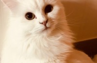 페르시안친칠라 분양합니다(인천)