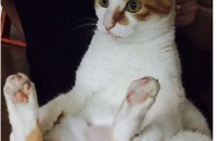 코리안숏헤어 수컷 무료분양합니다