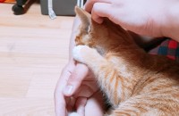 아기치즈태비 분양