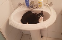 사랑으로키운아이입양보냅니다..