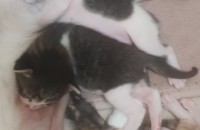 여수 순천 광양 세끼 고양이 분양합니다.