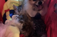빵이 무료분양합니다~!