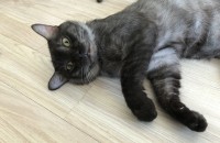 코숏무료분양입니다!