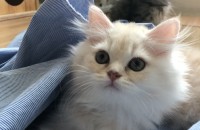 페르시안 3남매 분양합니다