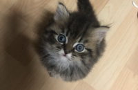 페르시안 아기 분양합니당