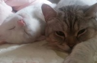 터키쉬앙고라,스코티쉬폴드 분양해요