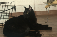 3일전에 분양받았던 냥이인데, 아파트 문제로 다시 분양보냅니다