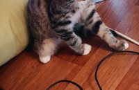 인천지역&인천근방지역! 고양이 급하게 분양합니다!