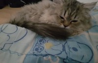 노르웨이숲 남아 5개월 무료분양