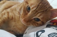 8개월된 저희 냥이 분양합니다