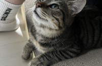 6개월 된 길냥이 "쿠키"의 가족이 되어주세요!