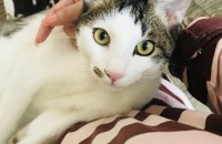 (천안) 예쁜 코숏 남아 분양 합니다