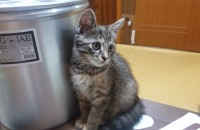 부산 친칠라코숏믹스 여아1 분양합니다