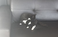 5개월 여아 무료분양 합니다