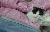 (경기 고양) 코숏 3개월 아가 2마리 입양보내요.