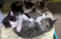 새끼 고양이 4마리 분양 합니다!