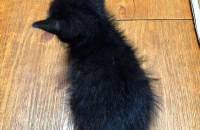 코숏블랙고양이듀마리분양보내여