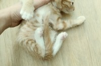 길냥이 아가들 무료분양합니다