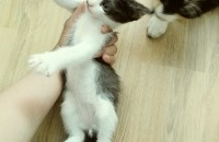 경북 김천 아기냥이 무료분양해요