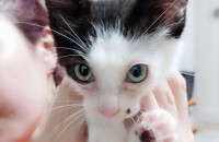 3개월된 남아 턱시도고양이예요 섹시점도있어요