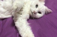 터키쉬앙고라무료분양