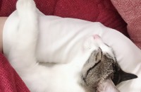 고양이 분양합니다