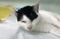 애교냥이 중성화완료