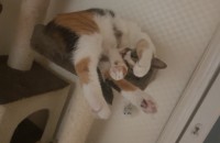 고양이 분양합니다 군포 당동