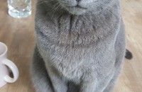 러시안블루 성묘.중성화.수컷3살 분양합니다