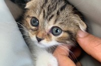 스콧티쉬폴드 남아