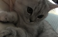 먼치킨 11개월 여아 분양합니다