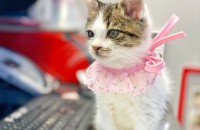 아기냥이 새 가족을 찾아요