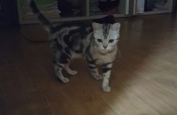 경기북부 연천군 아메리칸숏헤어 2살 여아 무료분양합니다