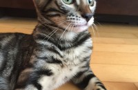 6개월동안 키우던 13개월 중성화된 뱅갈여아 분양보내려합니다..